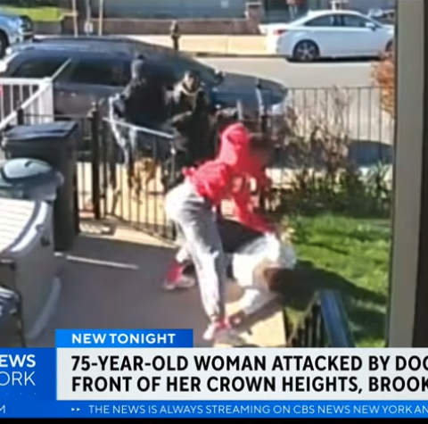 dog walker attack